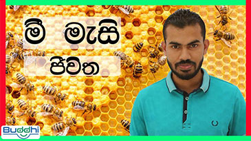 About Bees life